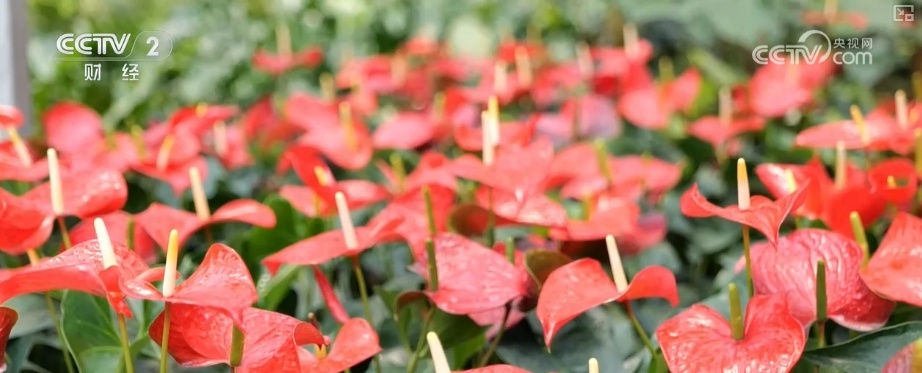 花经济“四季常开” “花卉+”创新升级激活文旅市场新动能 花经济“四季常开” “花卉+”创新升级激活文旅市场新动能