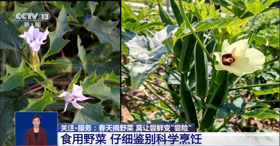 别乱采!别乱吃!近期已有多人“中招” 别乱采!别乱吃!近期已有多人“中招”