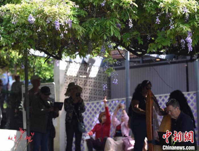 美国洛杉矶逾百岁紫藤花绽放  2025年紫藤花节如约而至
