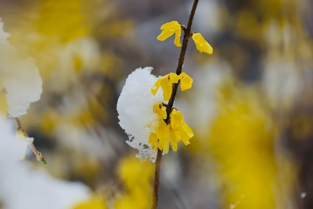 冲上热搜！长春限定版“桃花雪”刷屏