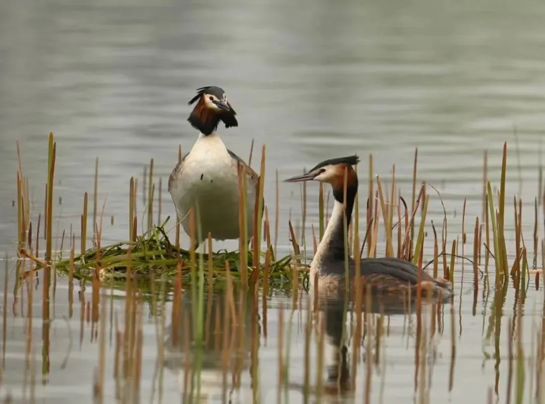 包出片!浙江这些“观鸟胜地”等你来 包出片!浙江这些“观鸟胜地”等你来