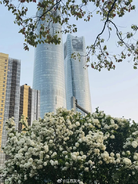 一眼沦陷!江西开满了“冰激凌花” 一眼沦陷!江西开满了“冰激凌花”