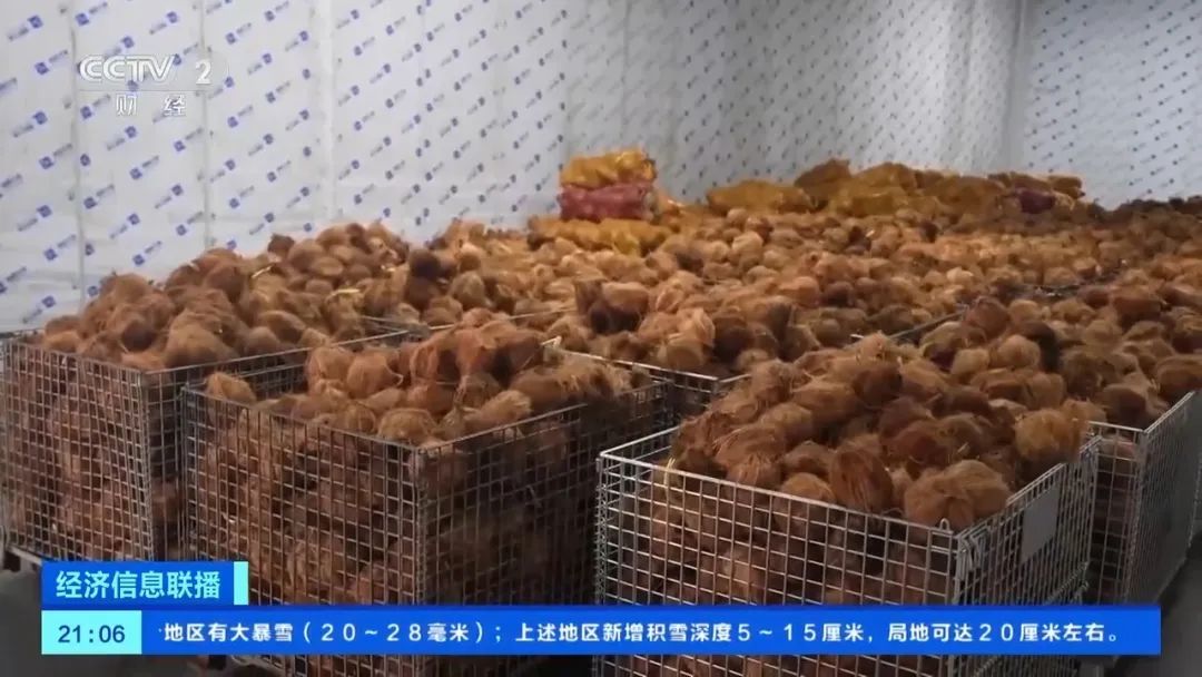椰子自由更进一步!印尼鲜食椰子首次“通关” 椰子自由更进一步!印尼鲜食椰子首次“通关”