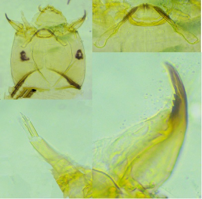 上海发现神秘生物 中国从未记录 会咬人吗？官方回应