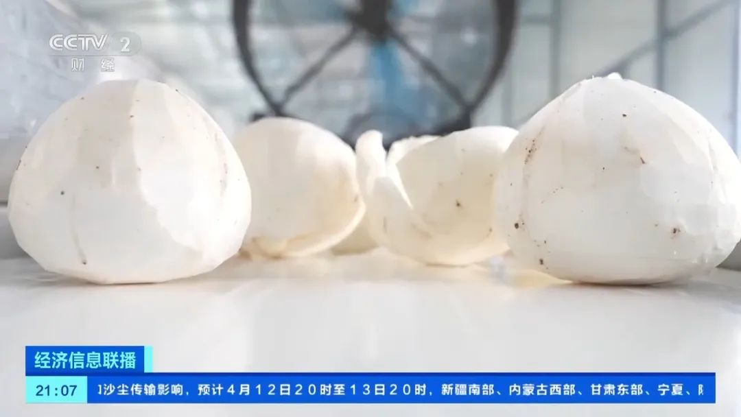 椰子自由更进一步!印尼鲜食椰子首次“通关” 椰子自由更进一步!印尼鲜食椰子首次“通关”