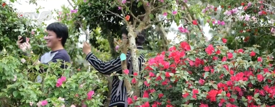 花经济“四季常开” “花卉+”创新升级激活文旅市场新动能 花经济“四季常开” “花卉+”创新升级激活文旅市场新动能
