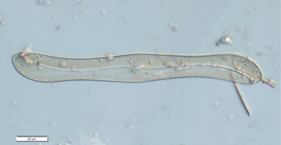 上海发现神秘生物 中国从未记录 会咬人吗？官方回应