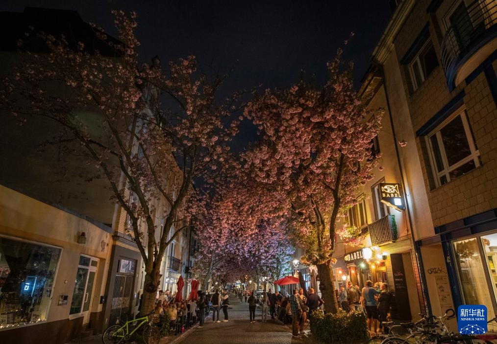 德国波恩：樱花盛开
