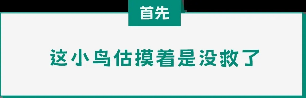 遇到这种诡异姿势的鸟，快跑，别好奇！