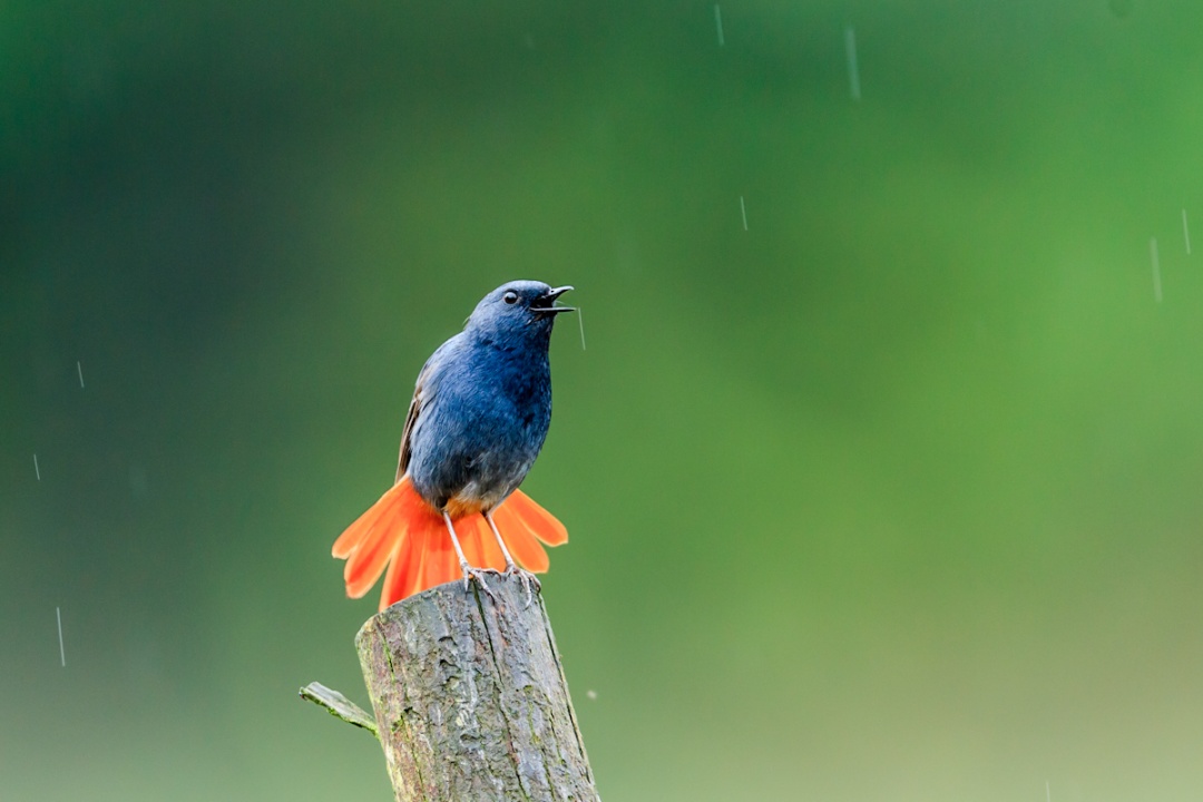 包出片!浙江这些“观鸟胜地”等你来 包出片!浙江这些“观鸟胜地”等你来