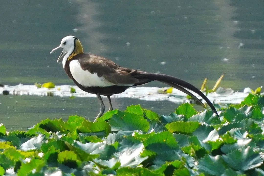 包出片!浙江这些“观鸟胜地”等你来 包出片!浙江这些“观鸟胜地”等你来