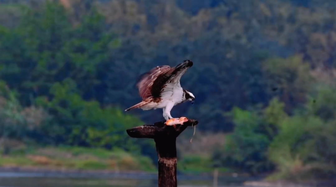 包出片!浙江这些“观鸟胜地”等你来 包出片!浙江这些“观鸟胜地”等你来