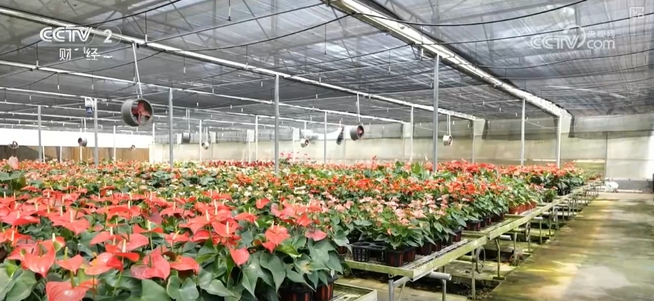 花经济“四季常开” “花卉+”创新升级激活文旅市场新动能 花经济“四季常开” “花卉+”创新升级激活文旅市场新动能