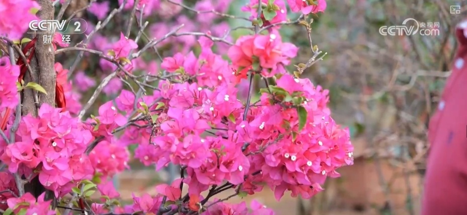 花经济“四季常开” “花卉+”创新升级激活文旅市场新动能 花经济“四季常开” “花卉+”创新升级激活文旅市场新动能