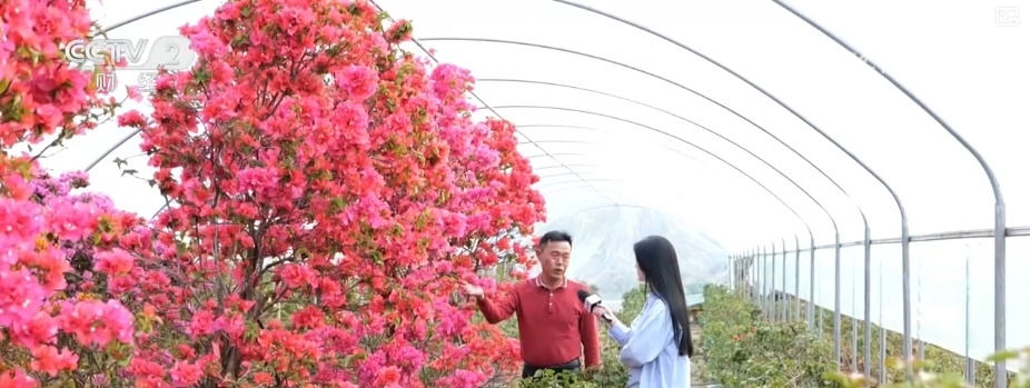 花经济“四季常开” “花卉+”创新升级激活文旅市场新动能 花经济“四季常开” “花卉+”创新升级激活文旅市场新动能