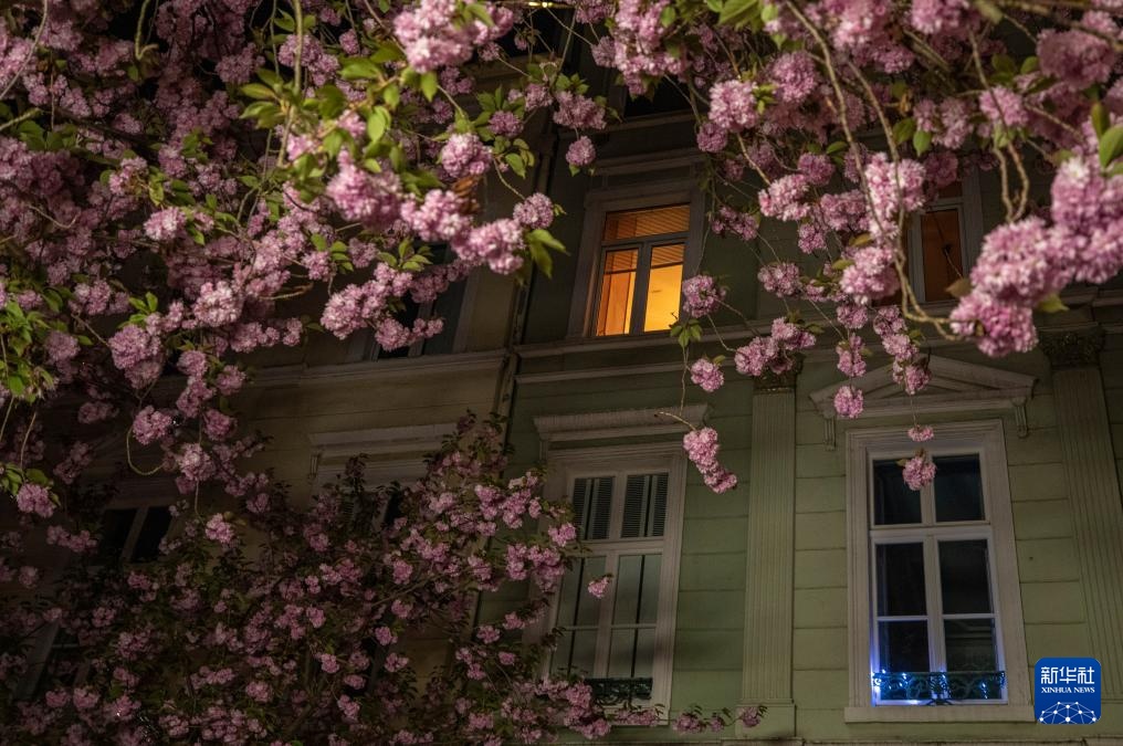 德国波恩：樱花盛开