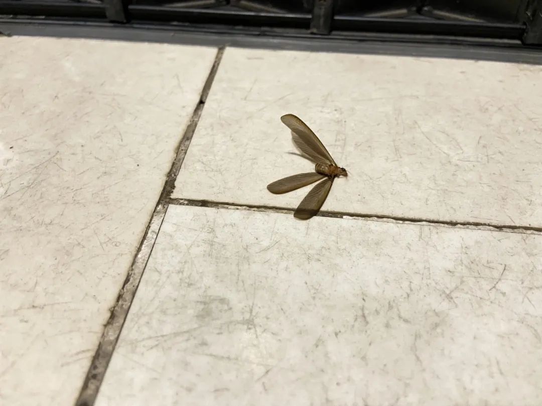 头皮发麻！又出现了！厦门人赶紧关窗！