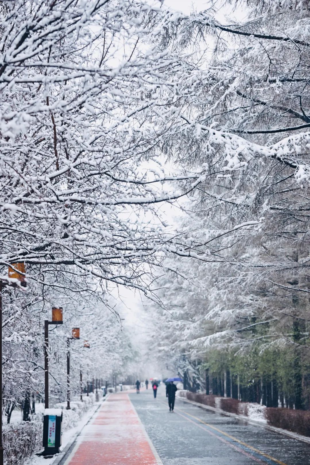 冲上热搜！长春限定版“桃花雪”刷屏