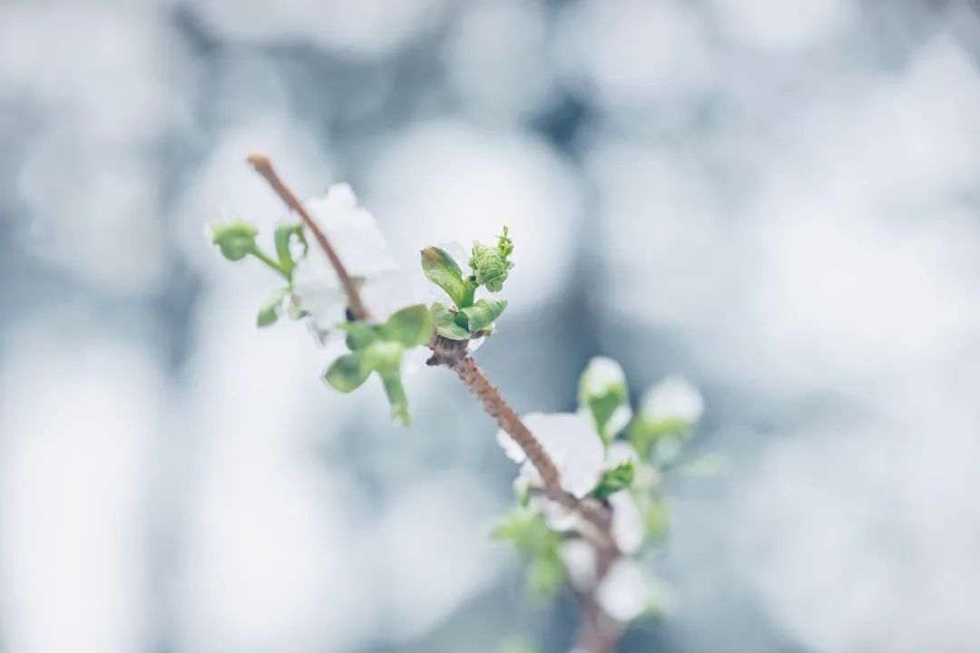 冲上热搜！长春限定版“桃花雪”刷屏