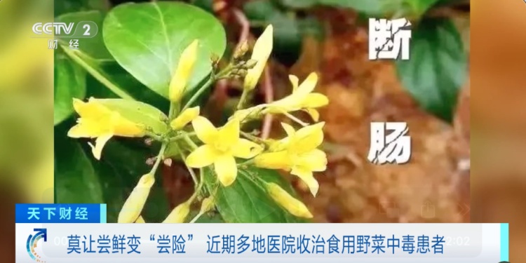 一家六口中毒！警惕“尝鲜”变“尝险”！这种菜别乱吃