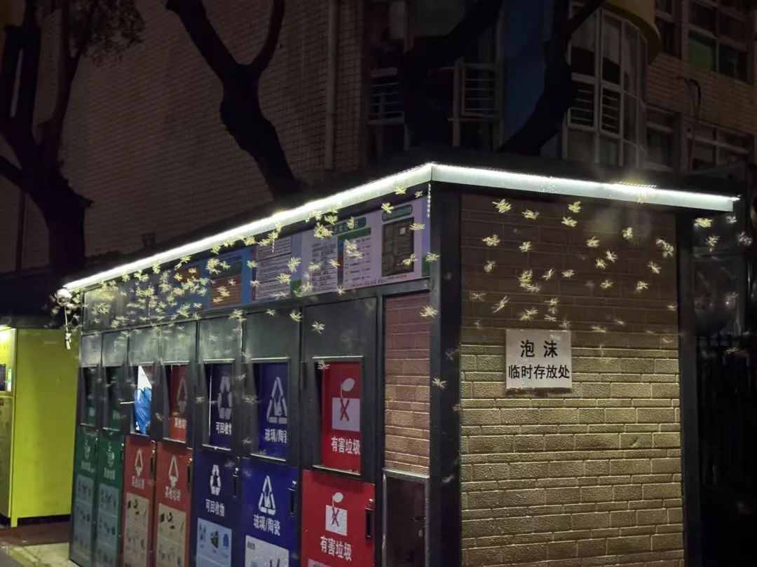 头皮发麻！又出现了！厦门人赶紧关窗！