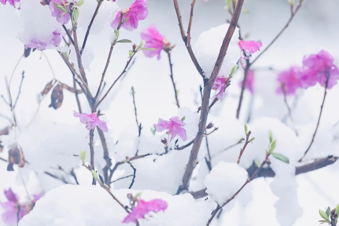 冲上热搜！长春限定版“桃花雪”刷屏