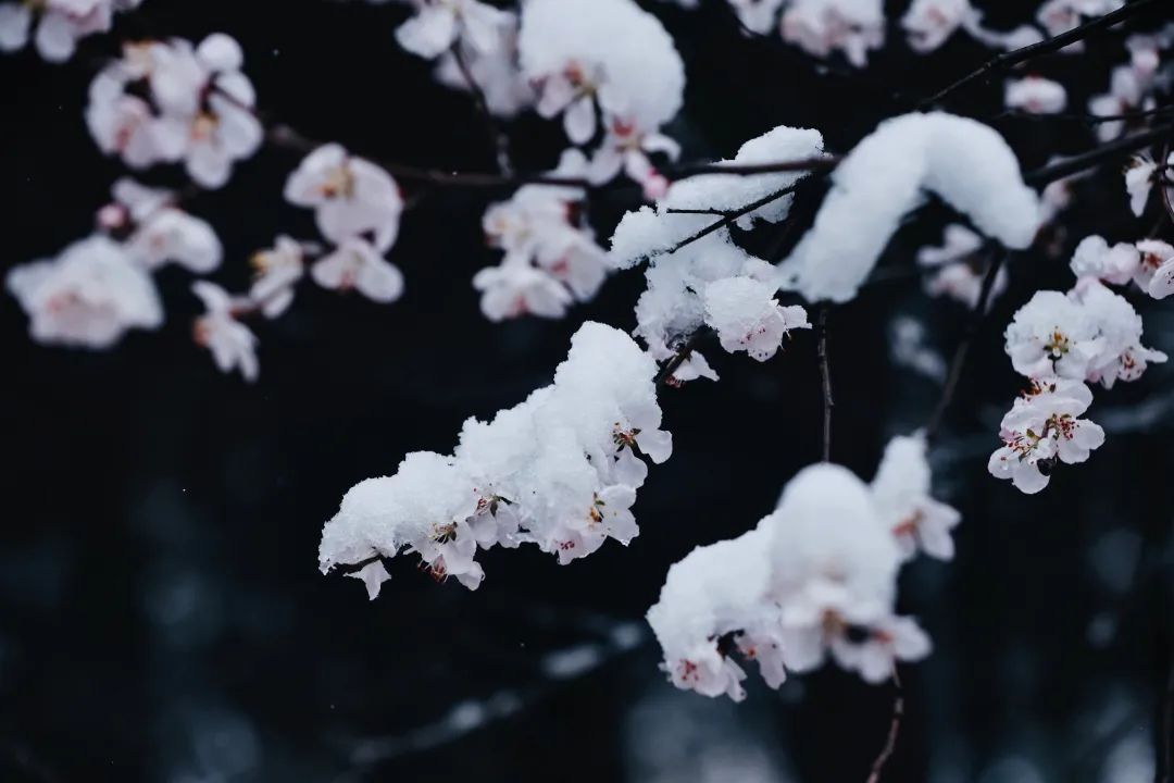 冲上热搜！长春限定版“桃花雪”刷屏