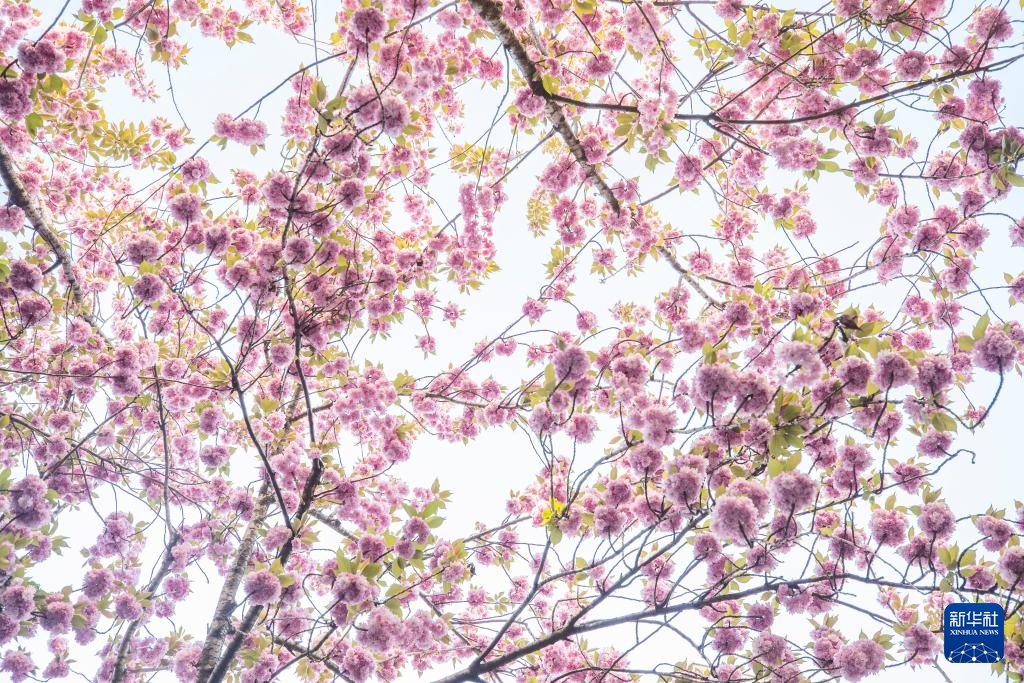 德国波恩：樱花盛开