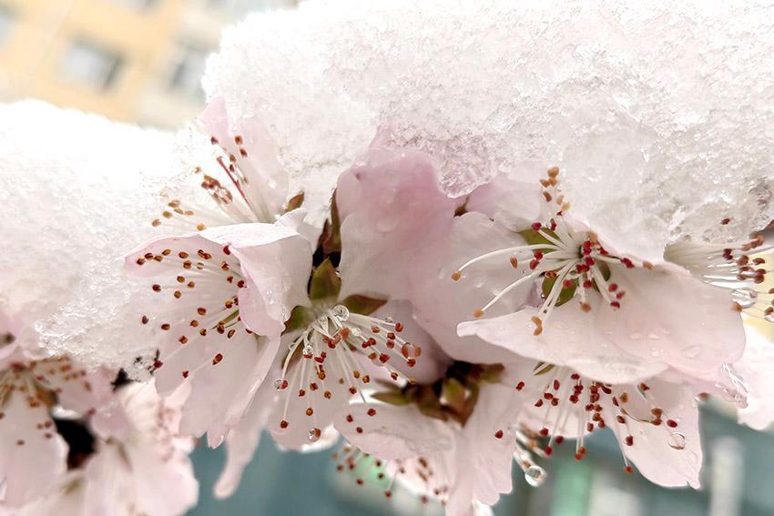 吉林：春雪点花笺 人间诗意连