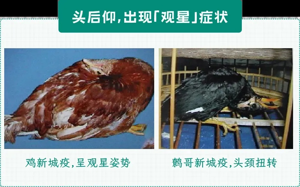 遇到这种诡异姿势的鸟，快跑，别好奇！