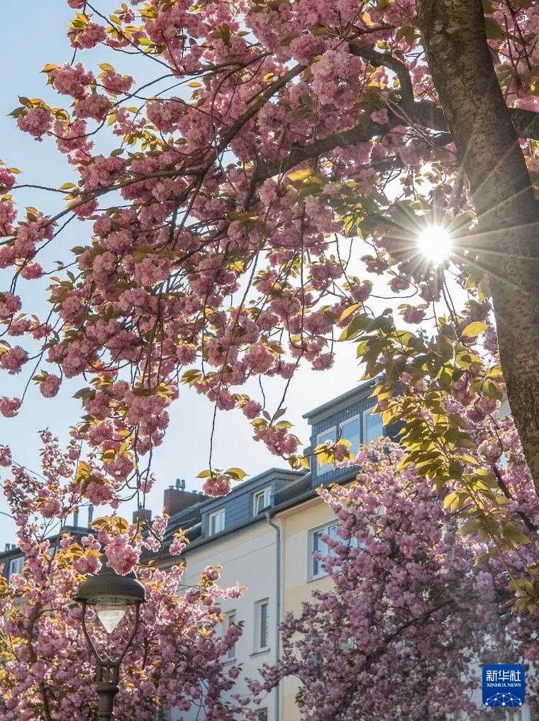 德国波恩：樱花盛开