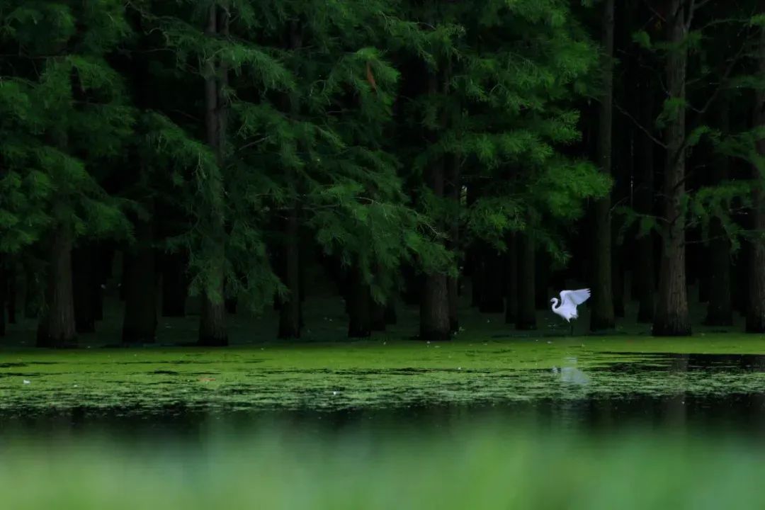 包出片!浙江这些“观鸟胜地”等你来 包出片!浙江这些“观鸟胜地”等你来