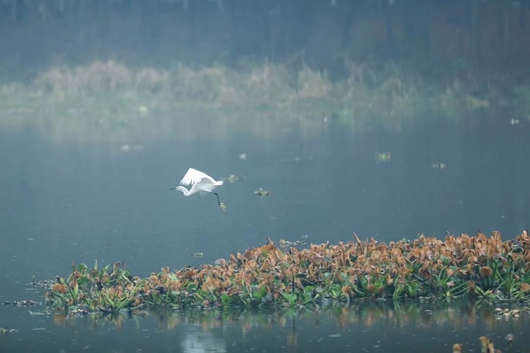 包出片!浙江这些“观鸟胜地”等你来 包出片!浙江这些“观鸟胜地”等你来