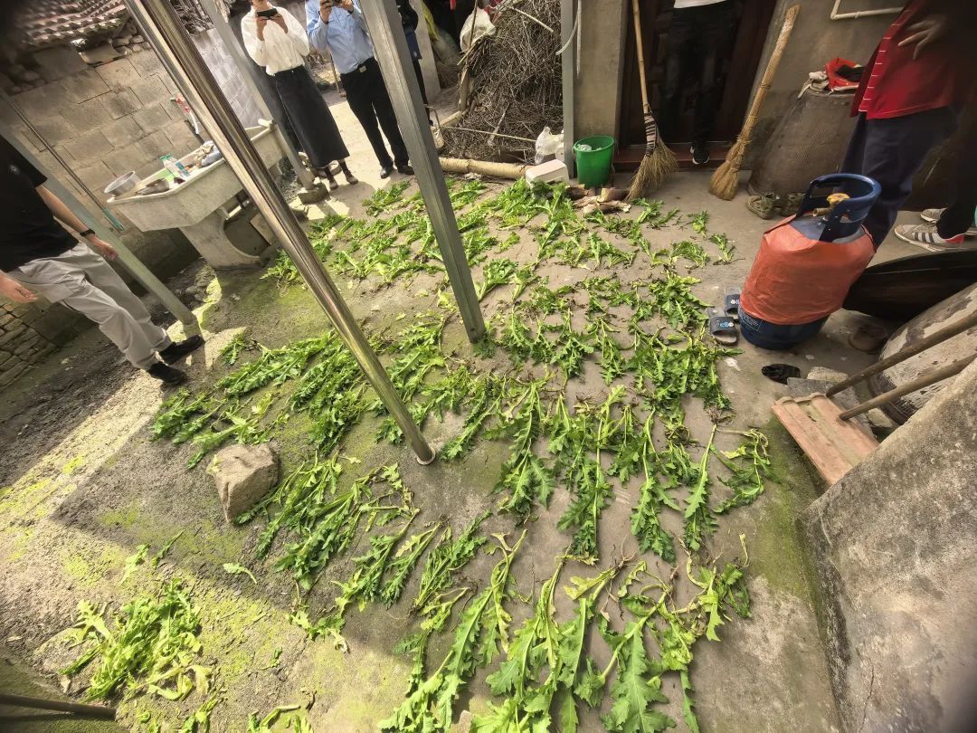 “治牙疼”“炒菜吃”……切记：这种植物一株也不能种！