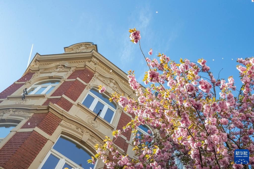 德国波恩：樱花盛开