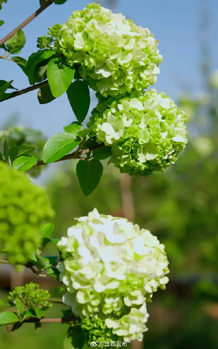 一眼沦陷!江西开满了“冰激凌花” 一眼沦陷!江西开满了“冰激凌花”