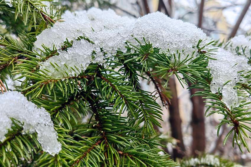 吉林：春雪点花笺 人间诗意连