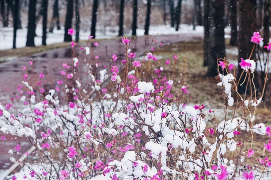 冲上热搜！长春限定版“桃花雪”刷屏