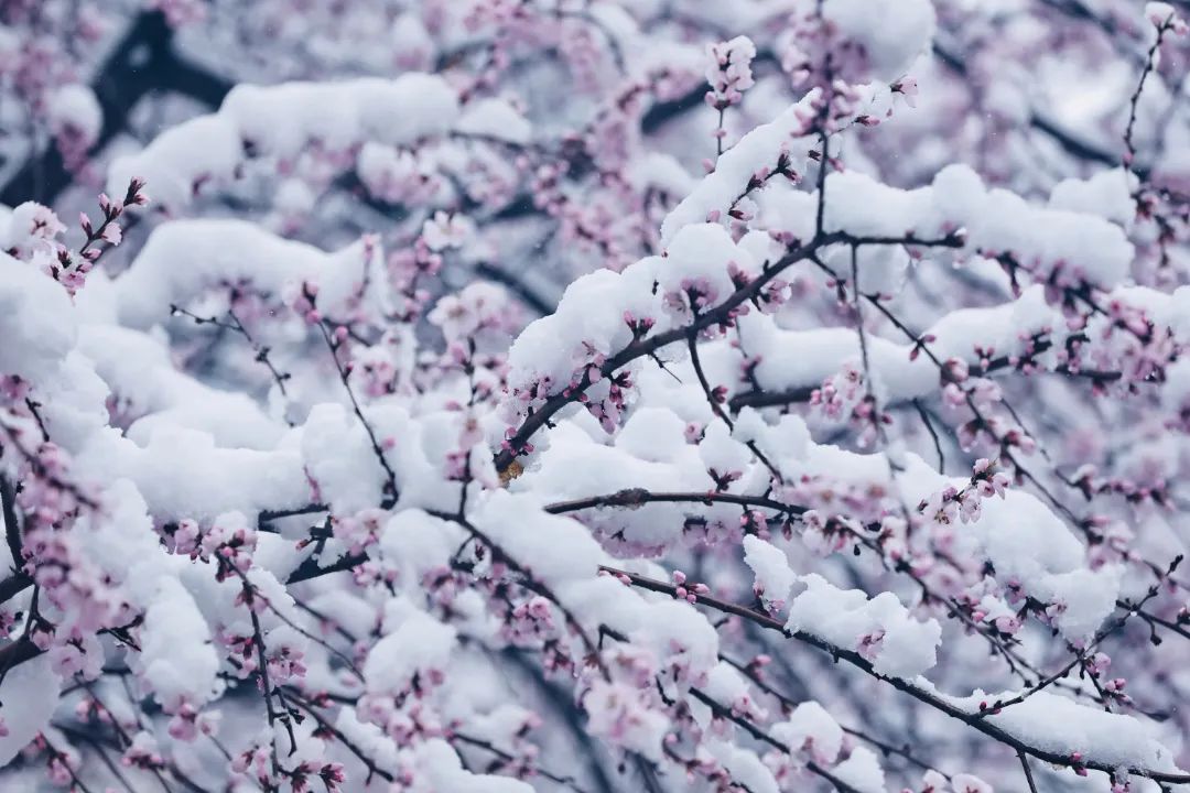 冲上热搜！长春限定版“桃花雪”刷屏