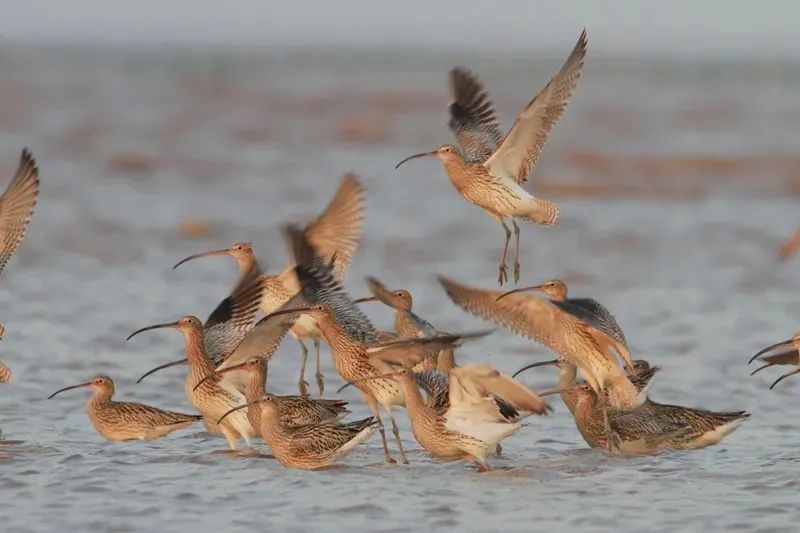 包出片!浙江这些“观鸟胜地”等你来 包出片!浙江这些“观鸟胜地”等你来