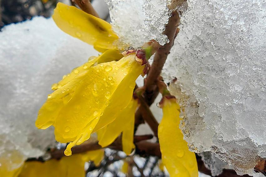 吉林：春雪点花笺 人间诗意连