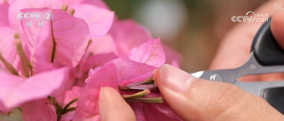 花经济“四季常开” “花卉+”创新升级激活文旅市场新动能 花经济“四季常开” “花卉+”创新升级激活文旅市场新动能