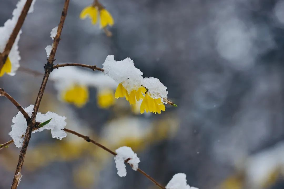 冲上热搜！长春限定版“桃花雪”刷屏