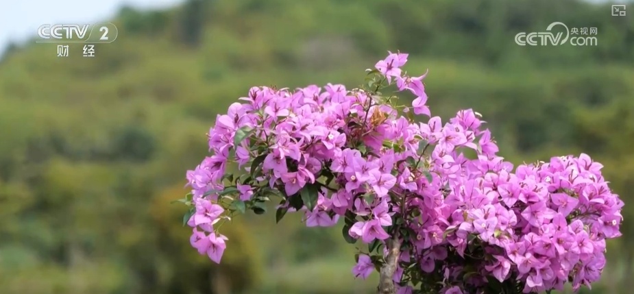 花经济“四季常开” “花卉+”创新升级激活文旅市场新动能 花经济“四季常开” “花卉+”创新升级激活文旅市场新动能