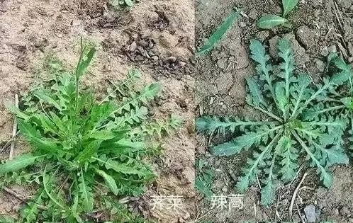 百元一斤药材被游客“打野”损毁,成都药材种植户急了…… 百元一斤药材被游客“打野”损毁,成都药材种植户急了……