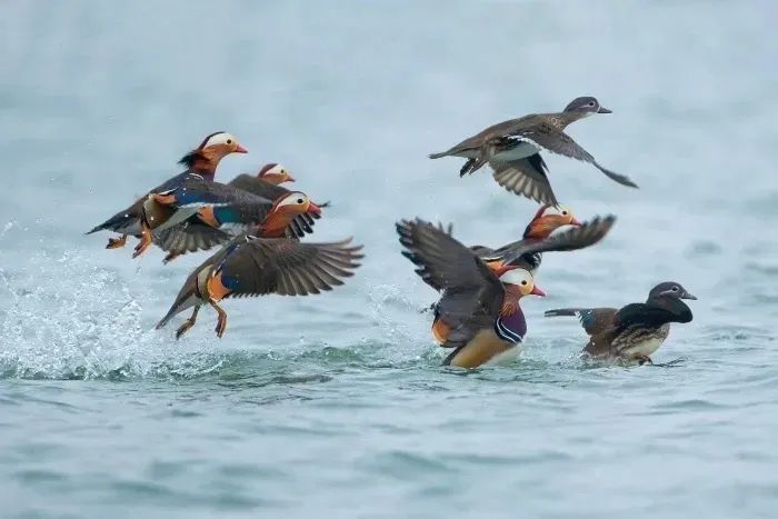 包出片!浙江这些“观鸟胜地”等你来 包出片!浙江这些“观鸟胜地”等你来