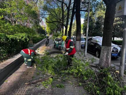北京处置倒伏树木1202株
