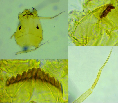 上海发现神秘生物 中国从未记录 会咬人吗？官方回应