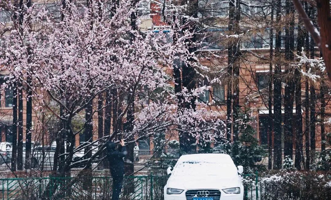 冲上热搜！长春限定版“桃花雪”刷屏