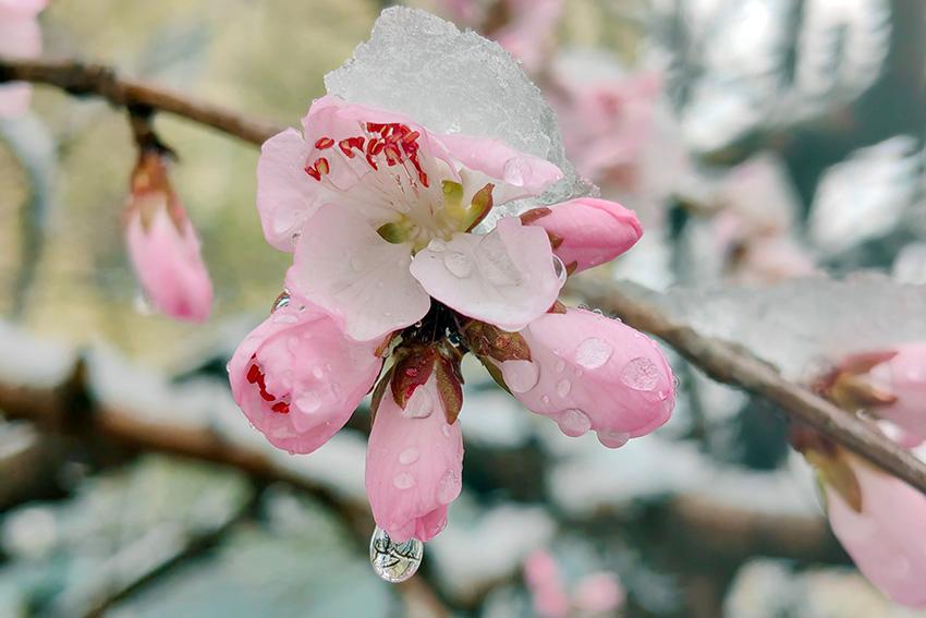 吉林：春雪点花笺 人间诗意连